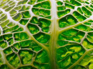 Nervenschmerzen mit der Bioenergetischen Therapie behandeln